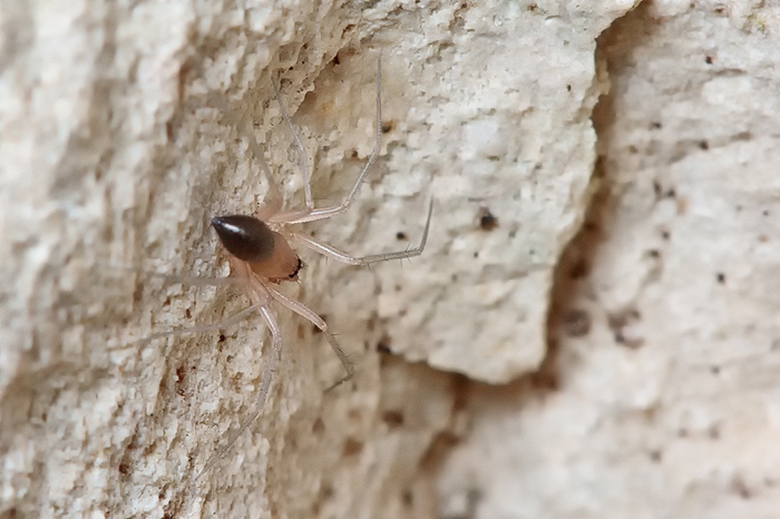 Linyphiidae